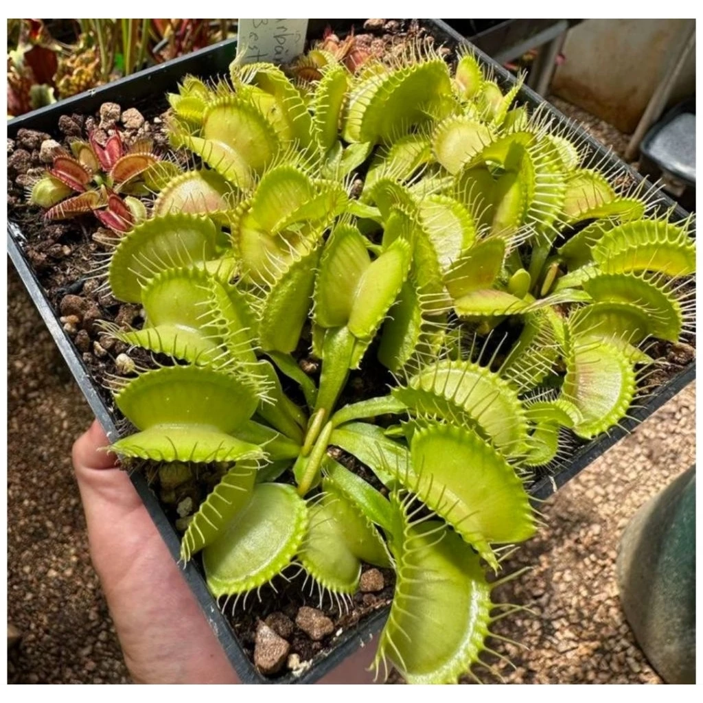 ต้นกาบหอยแครง พืช ต้นไม้ กินแมลง หม้อข้าวหม้อแกงลิง จัดสวนขวด Terrarium สวนถาด กล้วยไม้ เฟิร์น มอสดิ ต้นไม้น้ำ ตู้ปลา ภาพที่ 2