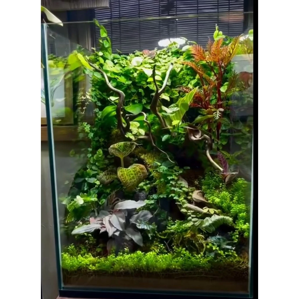 ต้นกาบหอยแครง พืช ต้นไม้ กินแมลง หม้อข้าวหม้อแกงลิง จัดสวนขวด Terrarium สวนถาด กล้วยไม้ เฟิร์น มอสดิ ต้นไม้น้ำ ตู้ปลา ภาพที่ 4