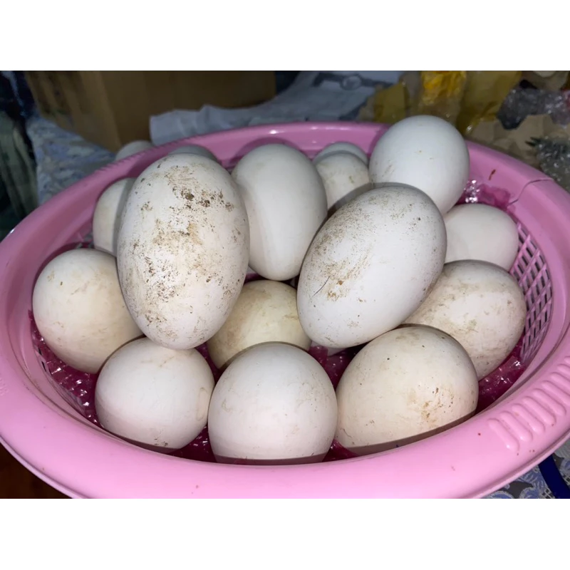 ไข่เชื้อห่าน พันธุ์ห่านจีน มีขาว มีเทา(ราคานี้แบบประกันเชื้อนะครับมีเชื้อๆเดิน100%)และเคลม 100% ใบละ 500 บาท ภาพที่ 5