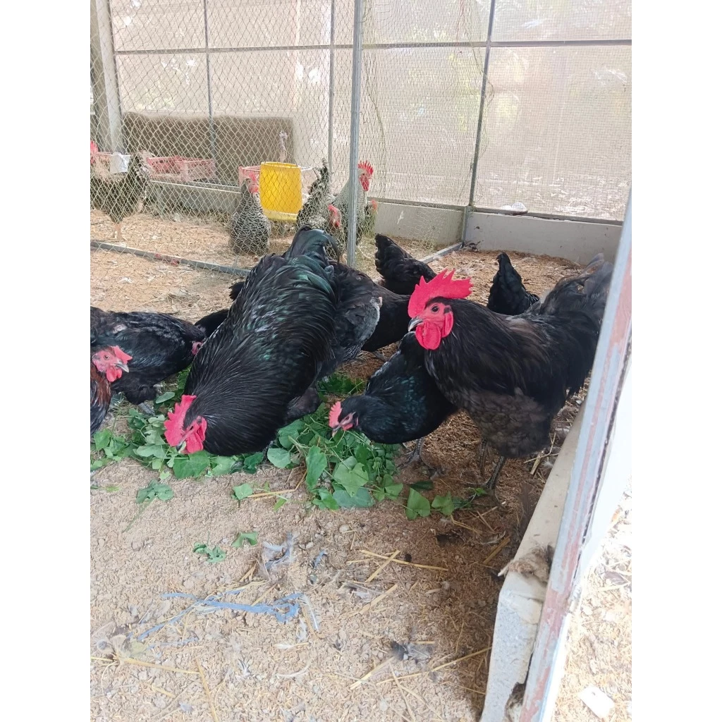 ไข่เชื้อไก่ออสตราลอป Australorp ราชินีไข่ดก ไก่ไข่ดกที่สุดในโลก 1 ฟอง ภาพที่ 2