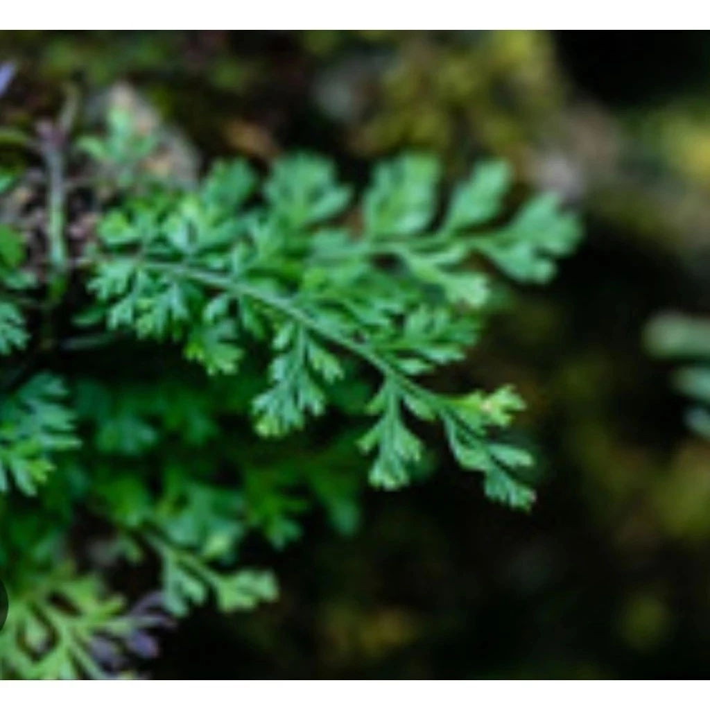 ต้นเฟิร์นใบผักชี สวนขวด ต้นไม้จัดสวนterrarium ต้นไม้คลุมดิน จัดสวนน้ำตก จัดบ้าน ดินปุ๋ย ธรรมชาติ เมล็ดพันธุ์ ดอกไม้กินได ภาพที่ 2