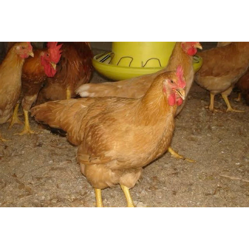 ไข่เชื้อ พันธุ์แท้ ไก่ตะเภาแก้ว ตะเภาทอง 1 ชุด 3 ใบ(เคลมเชื้อฟรีกรณีไม่มีเชื้อ) ภาพที่ 2