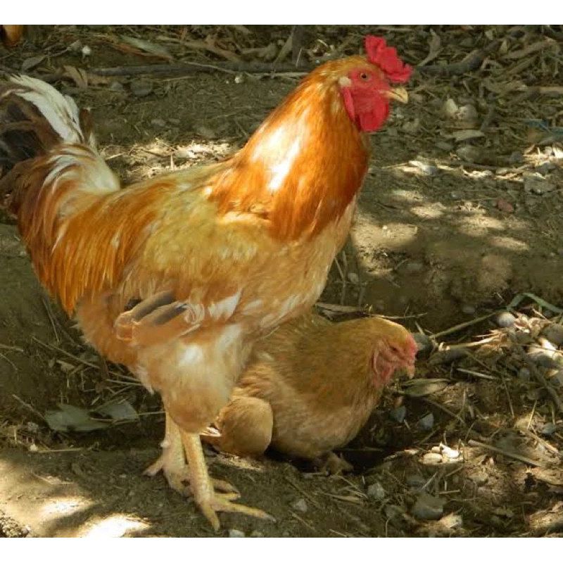 ไข่เชื้อ พันธุ์แท้ ไก่ตะเภาแก้ว ตะเภาทอง 1 ชุด 3 ใบ(เคลมเชื้อฟรีกรณีไม่มีเชื้อ) ภาพที่ 3