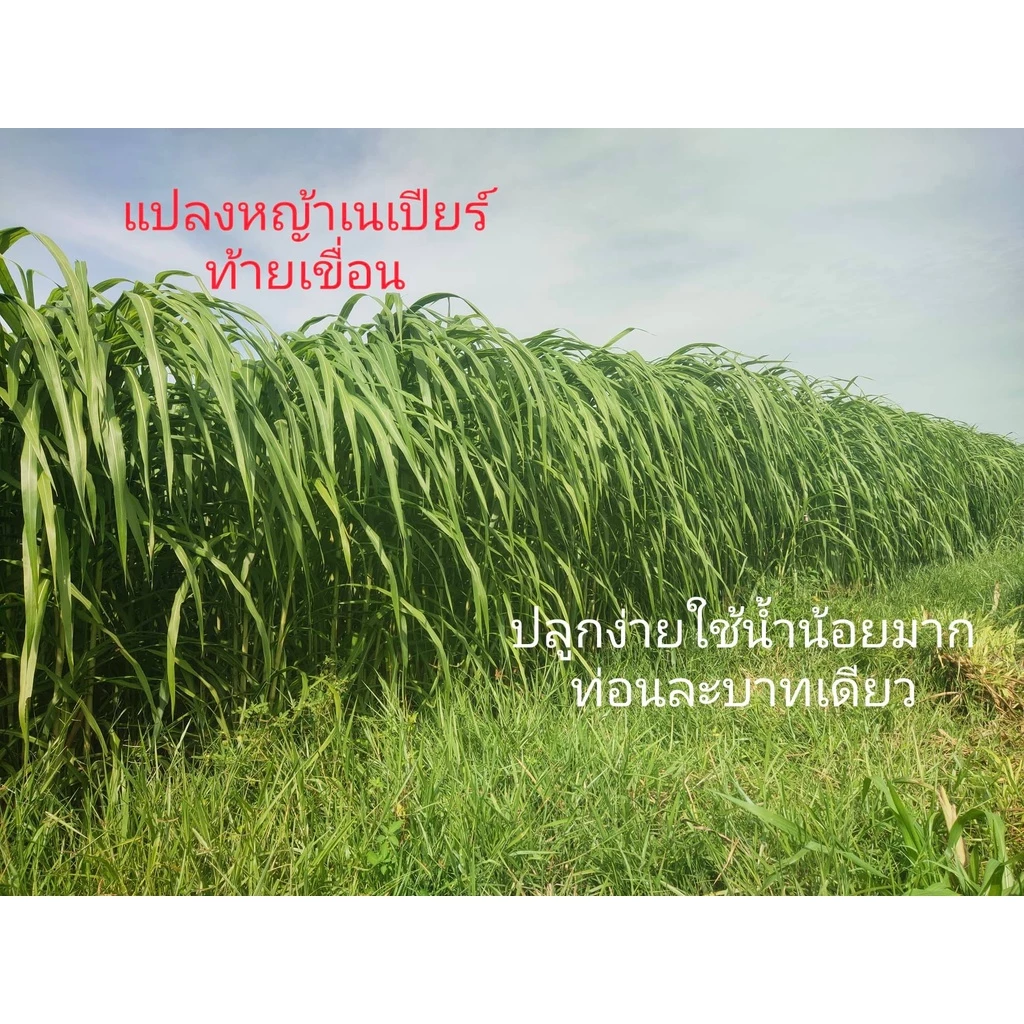 พันธุ์หญ้าเนเปียซุปเปอร์ลีพ ท้ายเขื่อน (300ท่อน) เนเปียโตไว หญ้าสายพันธุ์ใหม่ทนแล้ง ภาพที่ 2
