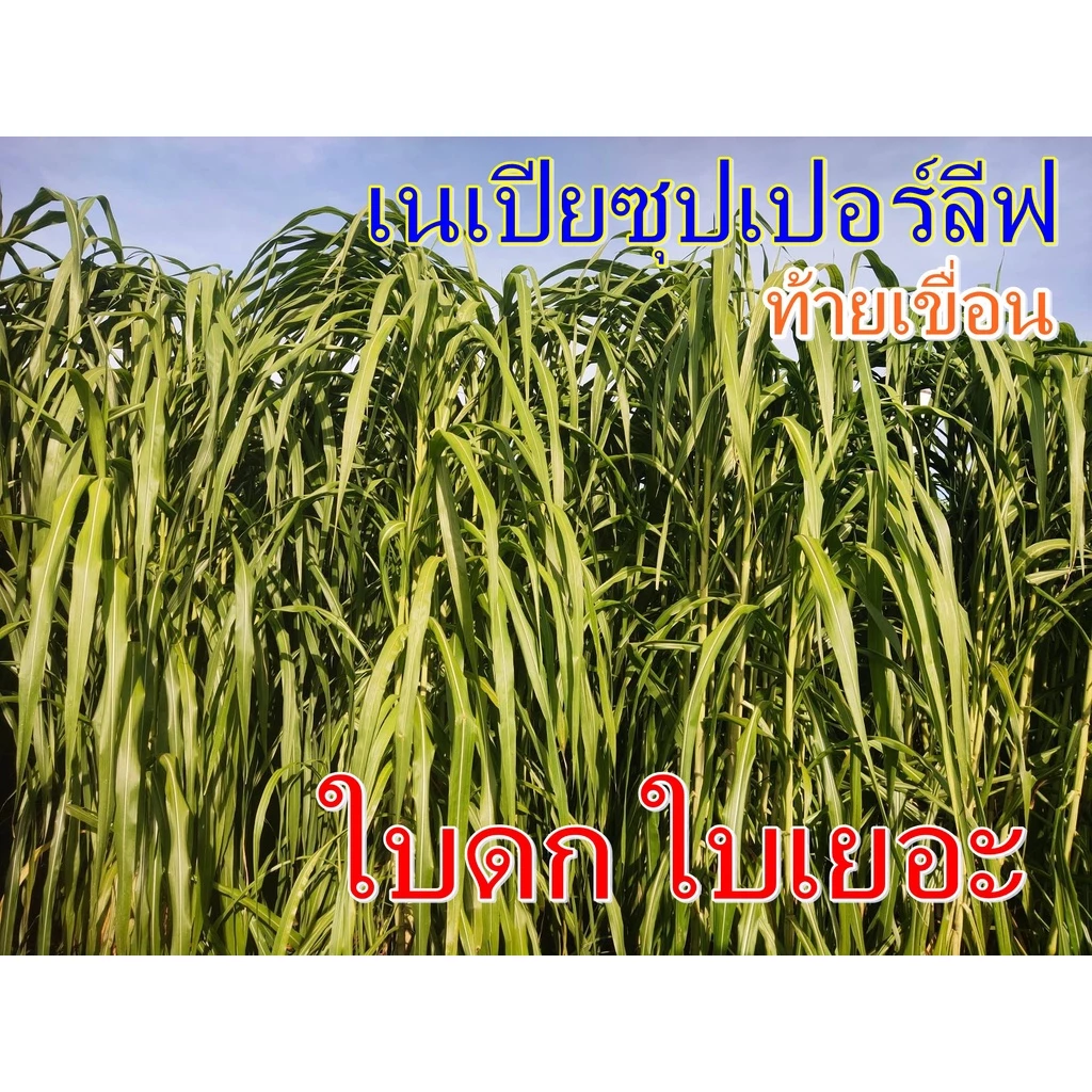 พันธุ์หญ้าเนเปียซุปเปอร์ลีพ ท้ายเขื่อน (300ท่อน) เนเปียโตไว หญ้าสายพันธุ์ใหม่ทนแล้ง ภาพที่ 4