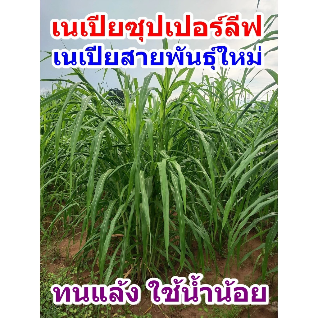 พันธุ์หญ้าเนเปียซุปเปอร์ลีพ ท้ายเขื่อน (300ท่อน) เนเปียโตไว หญ้าสายพันธุ์ใหม่ทนแล้ง ภาพที่ 5