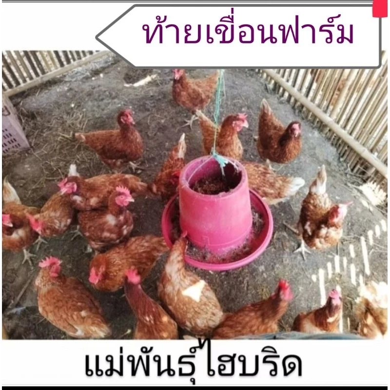 ไข่เชื้อไก่ไข่เชต5ฟอง มีโรดแดง,โรดขาว,ไฮบริด,ไวท์เล็กฮอร์น(เลือดร้อย),ไวท์เล็กฮอร์นผสมโรดขาว ภาพที่ 2