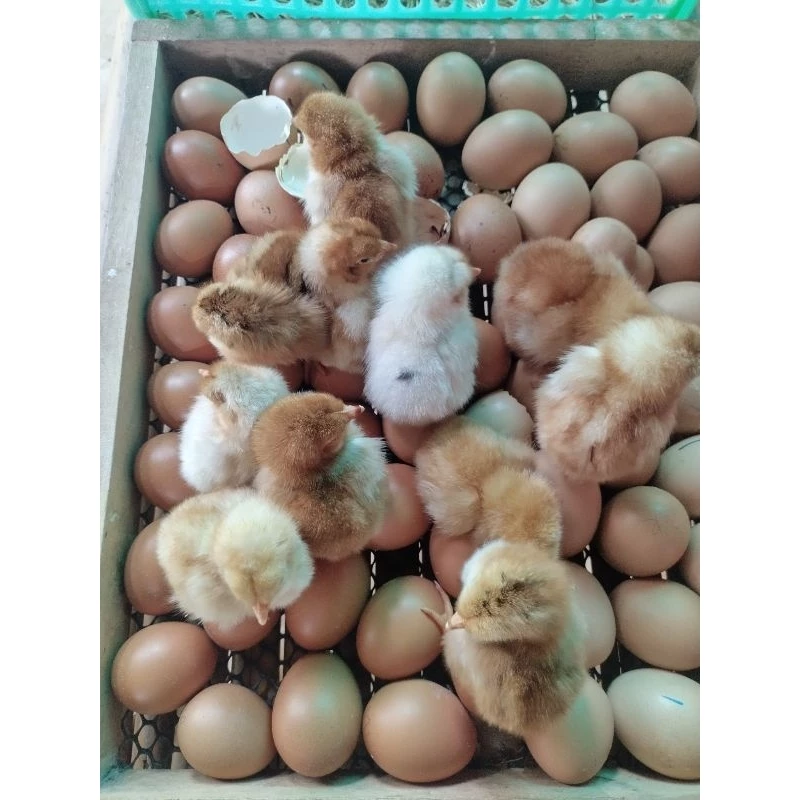 ไข่เชื้อไก่ไข่เชต5ฟอง มีโรดแดง,โรดขาว,ไฮบริด,ไวท์เล็กฮอร์น(เลือดร้อย),ไวท์เล็กฮอร์นผสมโรดขาว ภาพที่ 3