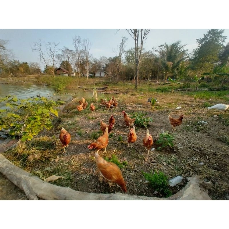 ไข่เชื้อไก่ไข่เชต5ฟอง มีโรดแดง,โรดขาว,ไฮบริด,ไวท์เล็กฮอร์น(เลือดร้อย),ไวท์เล็กฮอร์นผสมโรดขาว ภาพที่ 4