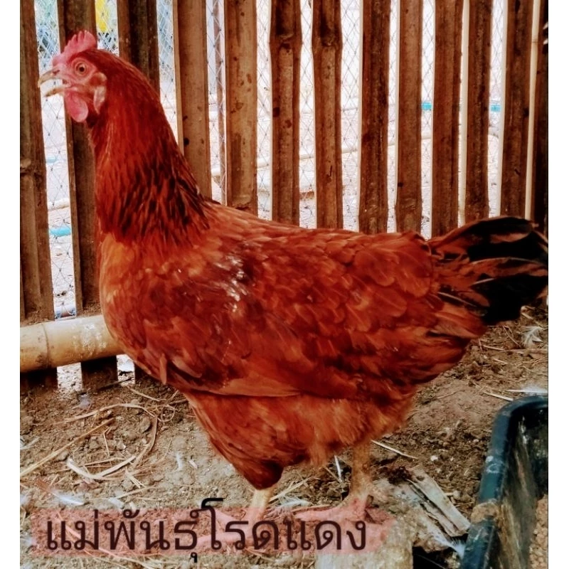 ไข่เชื้อไก่ไข่เชต5ฟอง มีโรดแดง,โรดขาว,ไฮบริด,ไวท์เล็กฮอร์น(เลือดร้อย),ไวท์เล็กฮอร์นผสมโรดขาว ภาพที่ 5