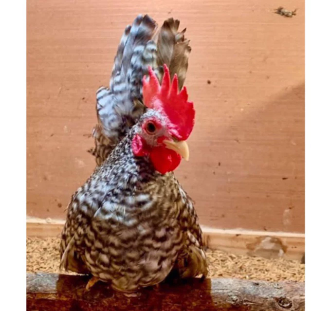 ไข่เชื้อ ไข่ไก่แจ้สีบาร์ ภาพที่ 2
