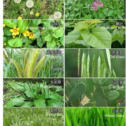 ผงหญ้ารวมสำหรับเต่าบก ไฟเบอร์สูง โภชนาการสูง ภาพที่ 2