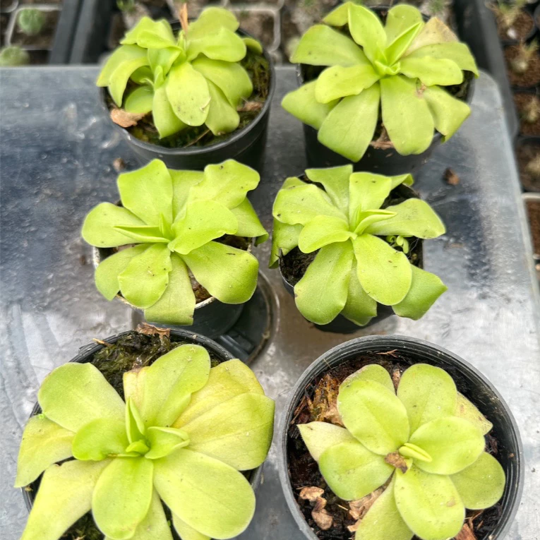 พิงกุย สีชมพู (Pinguicula Sethos) ไม้กินแมลง, พืชกินแมลง ภาพที่ 4