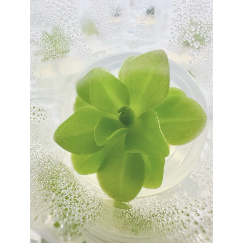 ไม้กินแมลง พิงกุย : Pinguicula ไม้เนื้อเยื่อ ภาพที่ 3