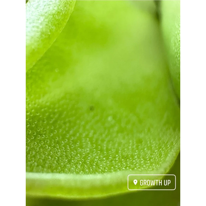 ไม้กินแมลง พิงกุย : Pinguicula ไม้เนื้อเยื่อ ภาพที่ 5