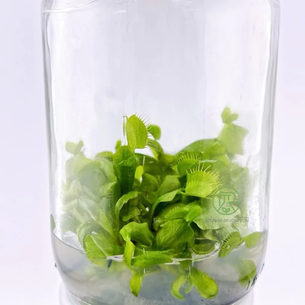 ไม้กินแมลง กาบหอยแครง: Dionaea Muscipula ไม้เนื้อเยื่อ ภาพที่ 2