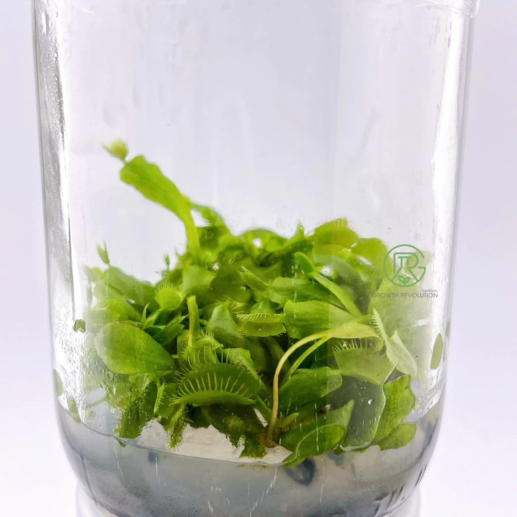ไม้กินแมลง กาบหอยแครง: Dionaea Muscipula ไม้เนื้อเยื่อ ภาพที่ 3
