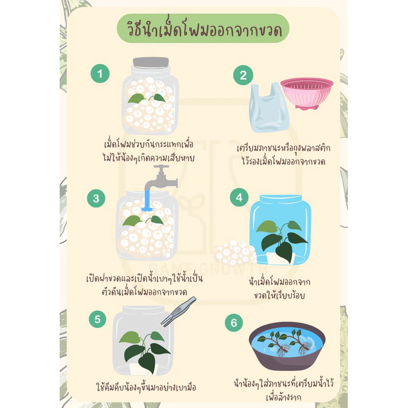 ไม้กินแมลง กาบหอยแครง: Dionaea Muscipula ไม้เนื้อเยื่อ ภาพที่ 4