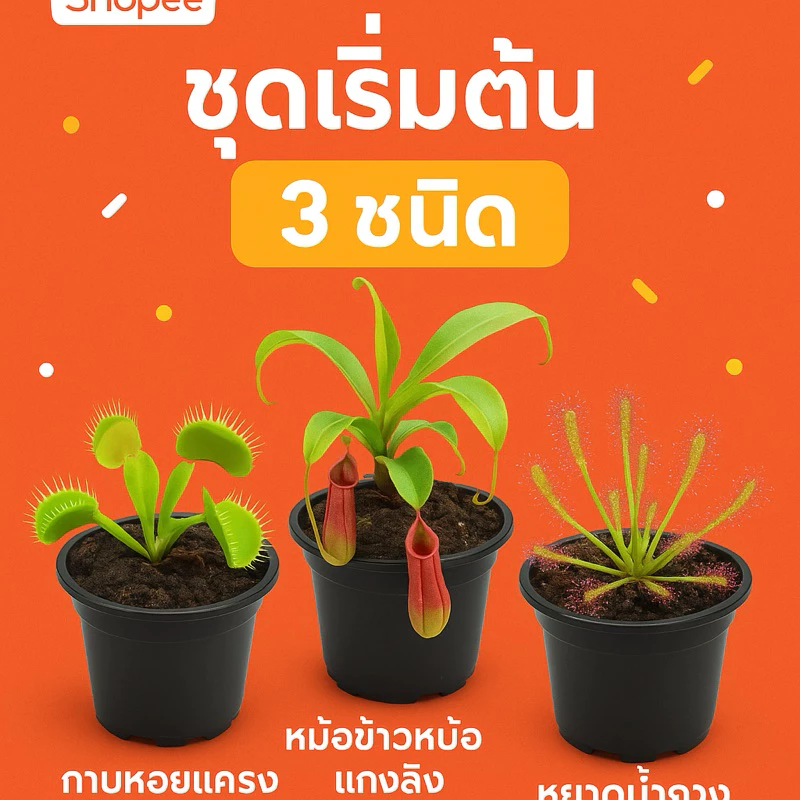 Set พิเศษ! รวมดาวเด่น “ไม้กินแมลง” สำหรับนักสะสมและมือใหม่ กาบหอยแครง หม้อข้าวหม้อแกงลิง หยาดน้ำค้าง ซาราซีเนีย ต้นจริง ภาพที่ 2