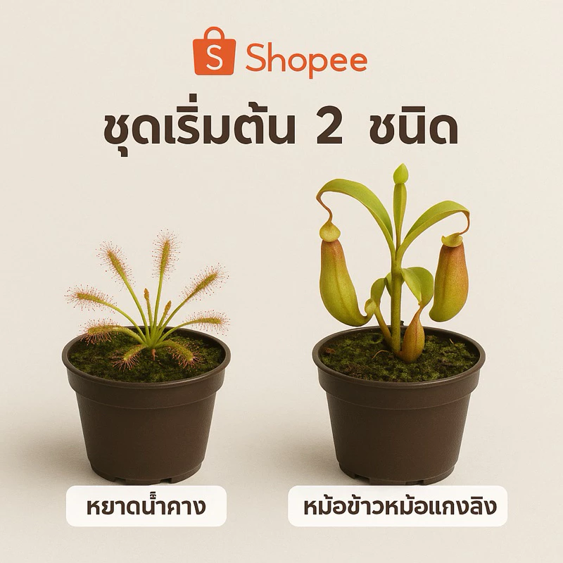 Set พิเศษ! รวมดาวเด่น “ไม้กินแมลง” สำหรับนักสะสมและมือใหม่ กาบหอยแครง หม้อข้าวหม้อแกงลิง หยาดน้ำค้าง ซาราซีเนีย ต้นจริง ภาพที่ 3