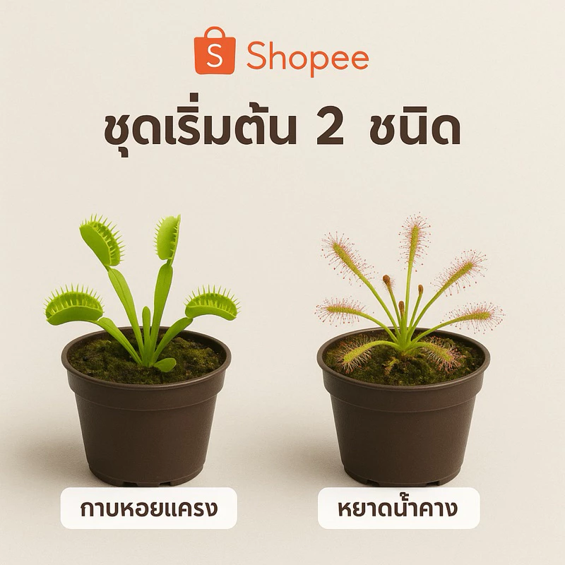 Set พิเศษ! รวมดาวเด่น “ไม้กินแมลง” สำหรับนักสะสมและมือใหม่ กาบหอยแครง หม้อข้าวหม้อแกงลิง หยาดน้ำค้าง ซาราซีเนีย ต้นจริง ภาพที่ 4
