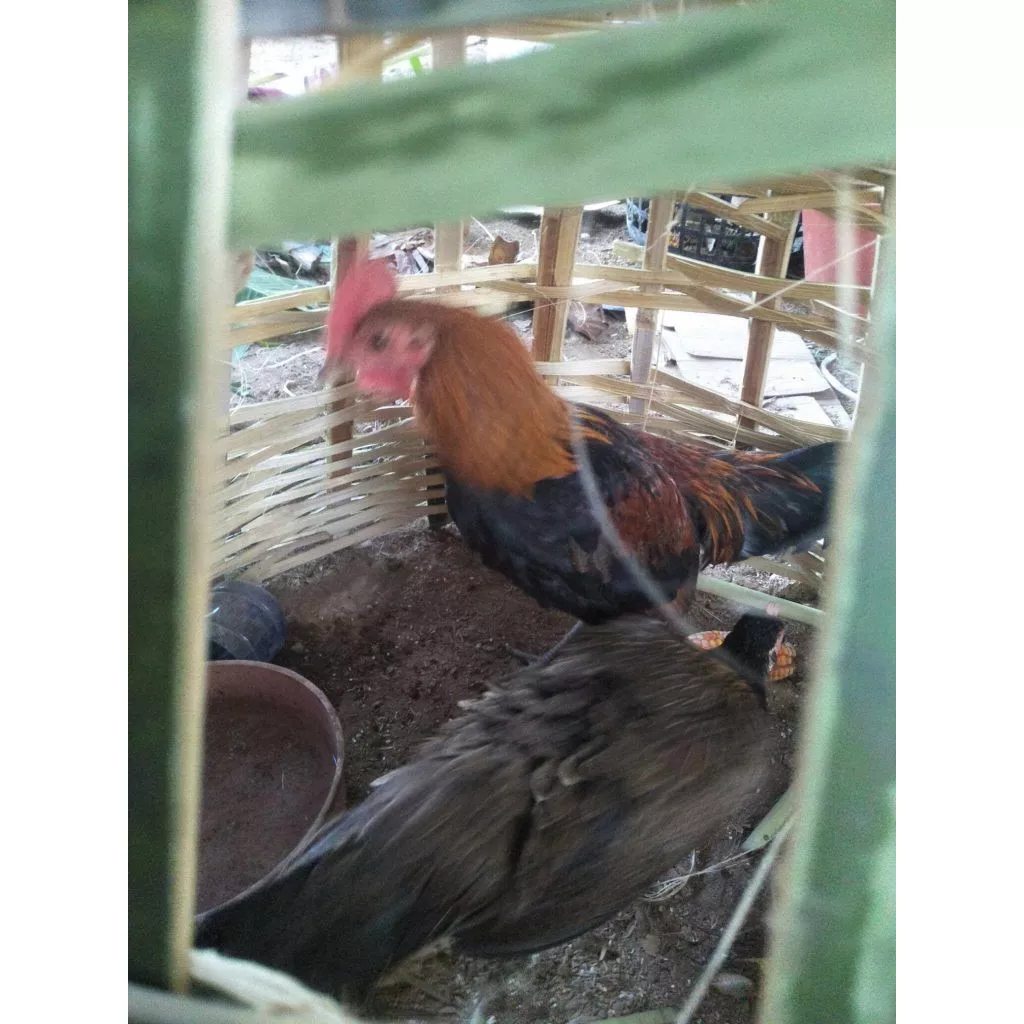 ไข่เชื้อไก่พื้นเมืองและไก่ไข่ส่งด่วน ภาพที่ 2