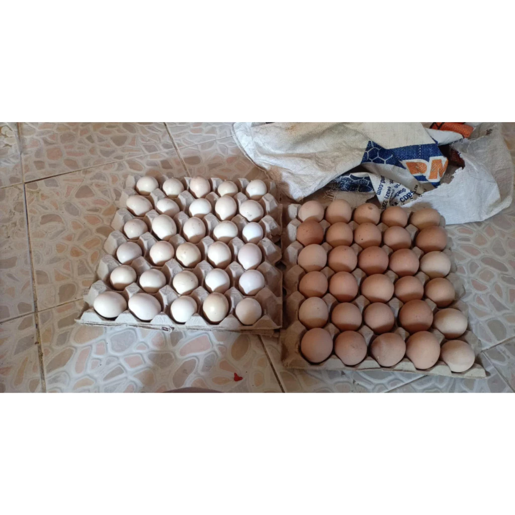 ไข่เชื้อไก่พื้นเมืองและไก่ไข่ส่งด่วน ภาพที่ 3