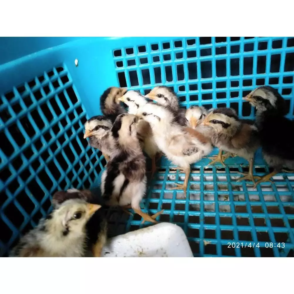 ไข่เชื้อไก่พื้นเมืองและไก่ไข่ส่งด่วน ภาพที่ 4