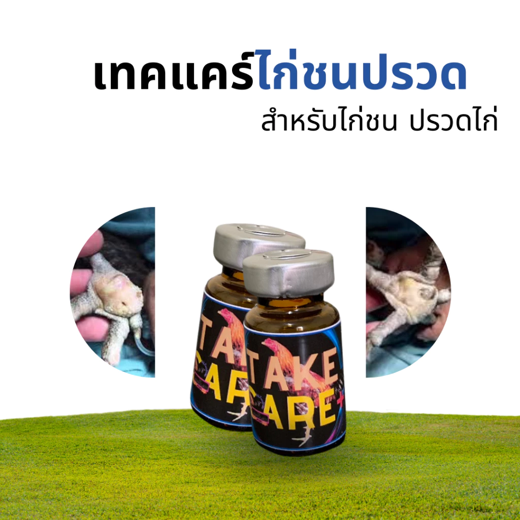 Take care เทคแคร์ปรวดไก่ชน สำหรับไก่ชน ผู้รักไก่ชนควรมีติดซุ้มติดฟาร์มไว้หายกังวลใจ ภาพที่ 3