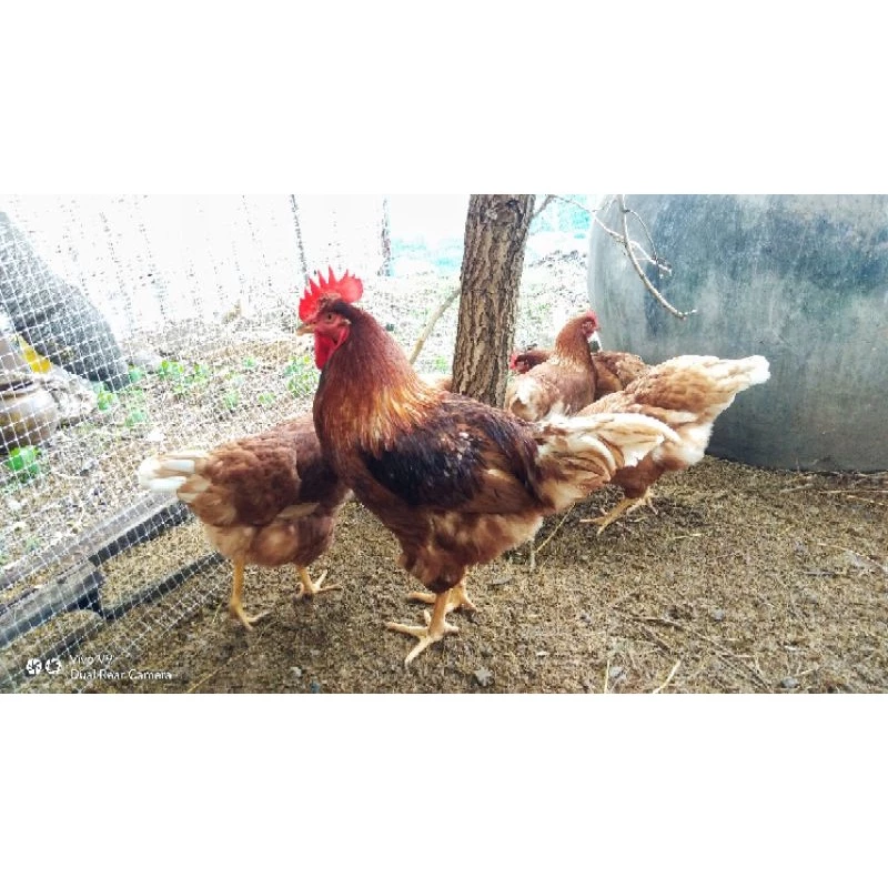 ไข่เชื้อไก่ไข่ไฮบริด ภาพที่ 2