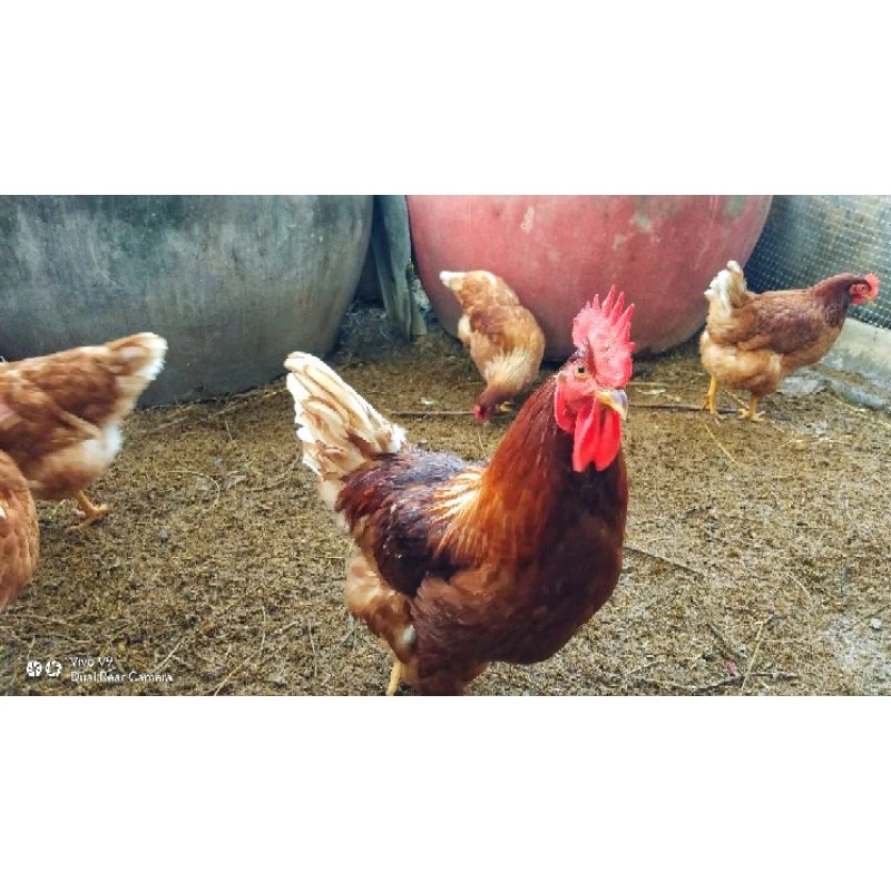 ไข่เชื้อไก่ไข่ไฮบริด ภาพที่ 4