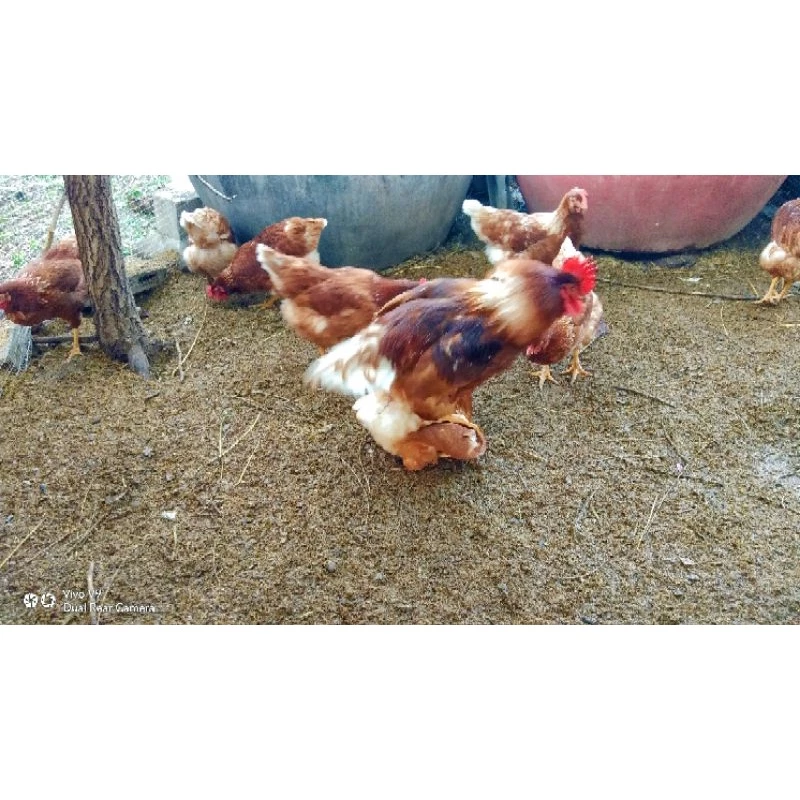 ไข่เชื้อไก่ไข่ไฮบริด ภาพที่ 5