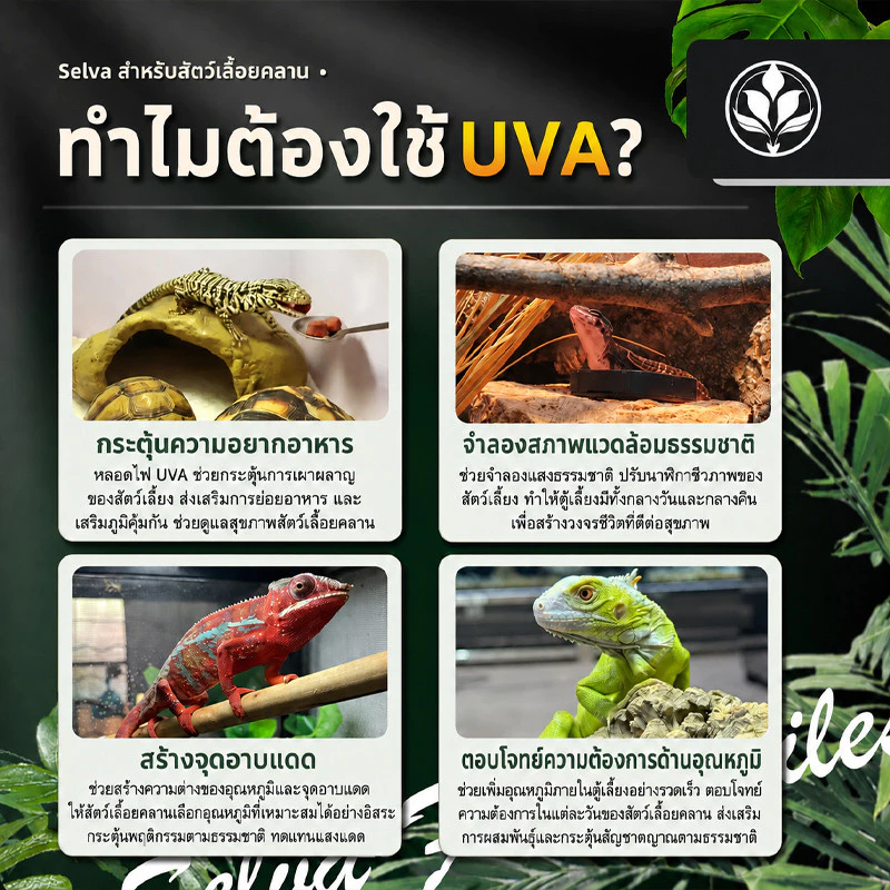 หลอดไฟให้ความร้อน UVA + UVBเสริมแคลเซียม หลอดไฟกกสัตว์ ให้ความอบอุ่นสัตว์เลี้ยง สัตว์เลื้อยคลาน เต่าบก กลางวัน กลางคืน ภาพที่ 3