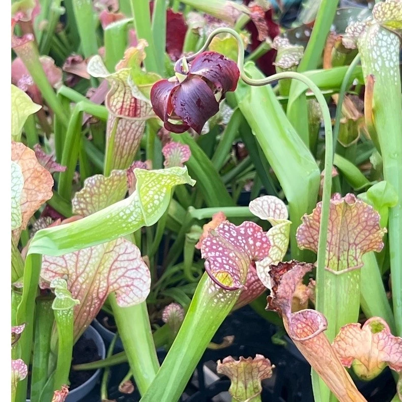 ต้นไม้กินแมลง ซาลาซีเนีย Sarracenia กระถาง 10.5 ซม ไม้นำเข้า ภาพที่ 2