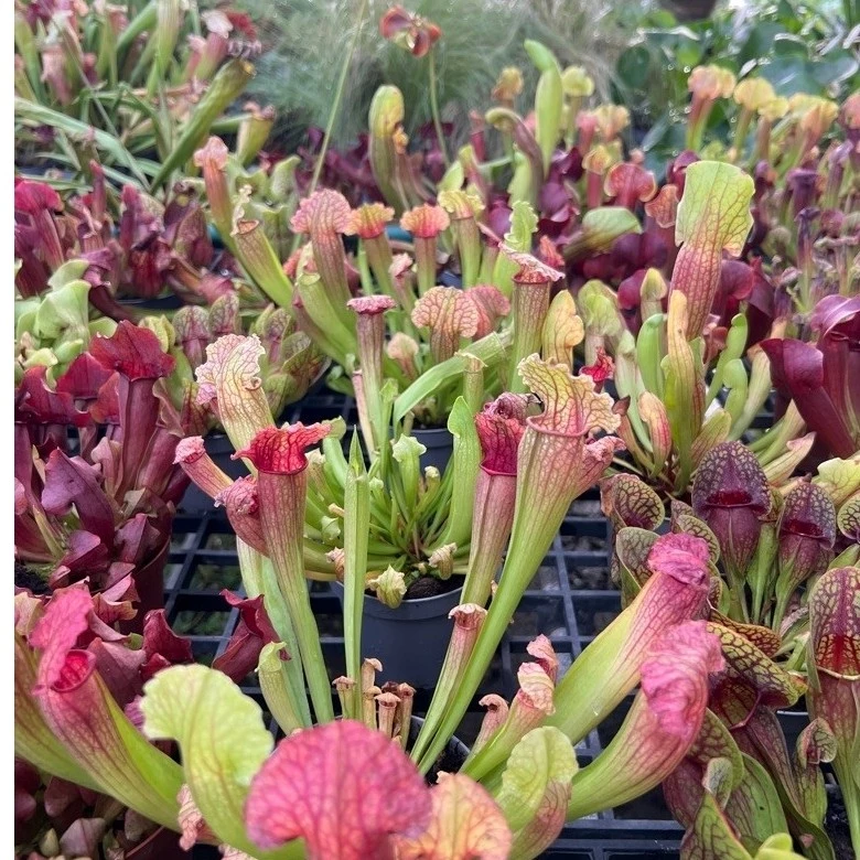 ต้นไม้กินแมลง ซาลาซีเนีย Sarracenia กระถาง 10.5 ซม ไม้นำเข้า ภาพที่ 4