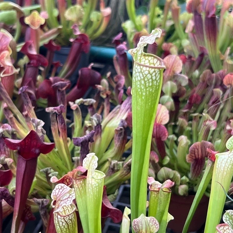 ต้นไม้กินแมลง ซาลาซีเนีย Sarracenia กระถาง 10.5 ซม ไม้นำเข้า ภาพที่ 5