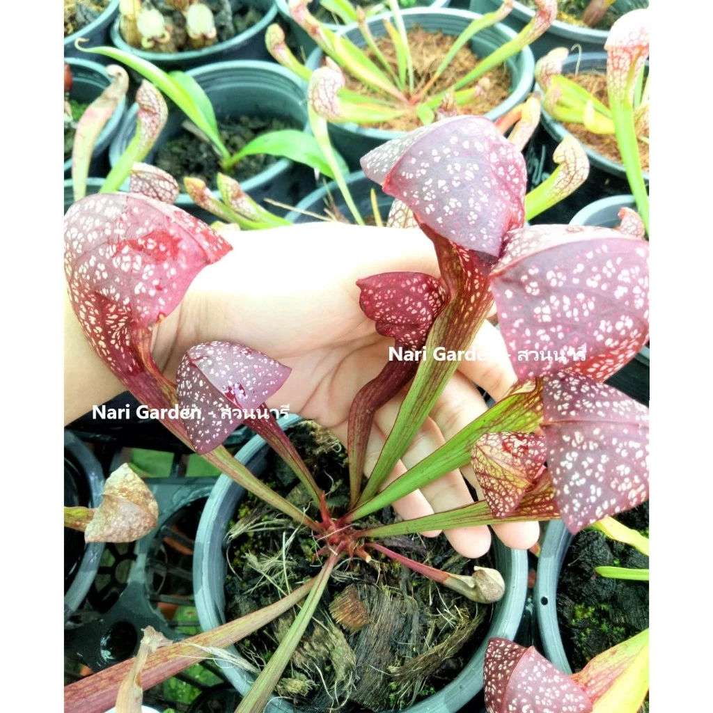 (ไม้กอพุ่ม-ส่งทั้งกระถาง 8 นิ้ว) ต้นซาราซิเนีย พันธุ์ สกาเล็ตเบล (Sarracenia x Scaret belle) ไม้กินแมลง ใบกระเปราะสวย ภาพที่ 3