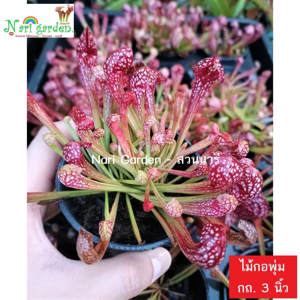(ไม้กอพุ่ม-ส่งทั้งกระถาง 3 นิ้ว) ต้นซาราซิเนีย พันธุ์ สกาเล็ตเบล (Sarracenia x Scaret belle) ไม้กินแมลง ใบกระเปราะสวย ภาพที่ 2