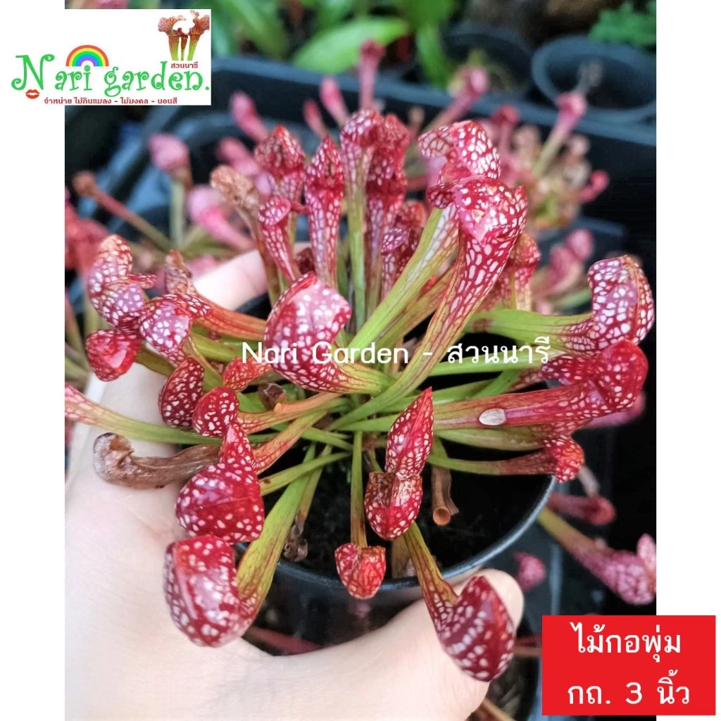 (ไม้กอพุ่ม-ส่งทั้งกระถาง 3 นิ้ว) ต้นซาราซิเนีย พันธุ์ สกาเล็ตเบล (Sarracenia x Scaret belle) ไม้กินแมลง ใบกระเปราะสวย ภาพที่ 3