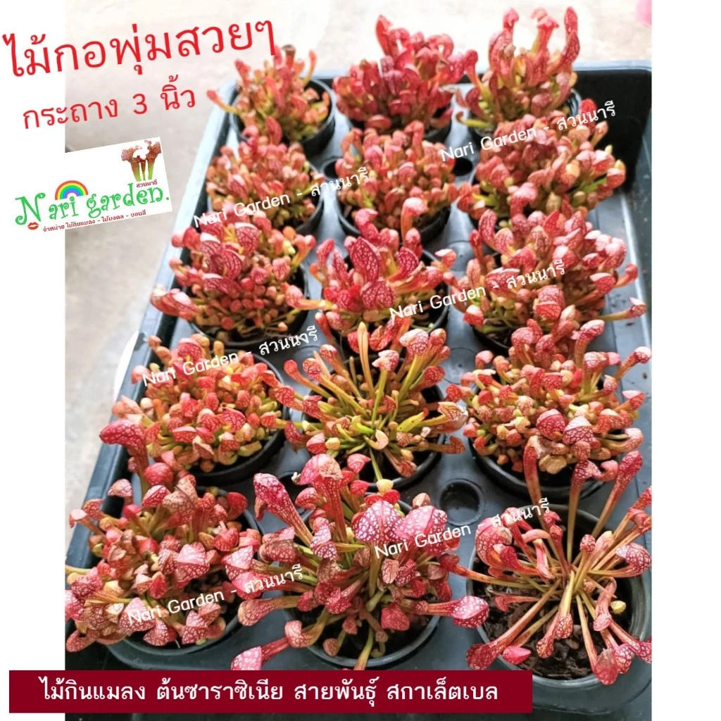 (ไม้กอพุ่ม-ส่งทั้งกระถาง 3 นิ้ว) ต้นซาราซิเนีย พันธุ์ สกาเล็ตเบล (Sarracenia x Scaret belle) ไม้กินแมลง ใบกระเปราะสวย ภาพที่ 4