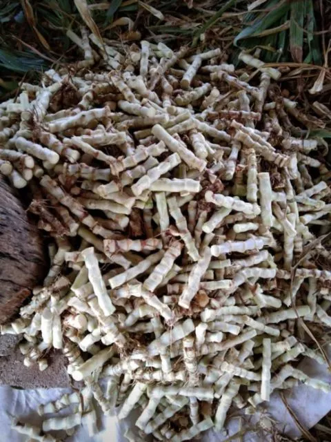 ต้นพันธุ์หญ้าหวานอิสราเอล 100 ท่อน ภาพที่ 2