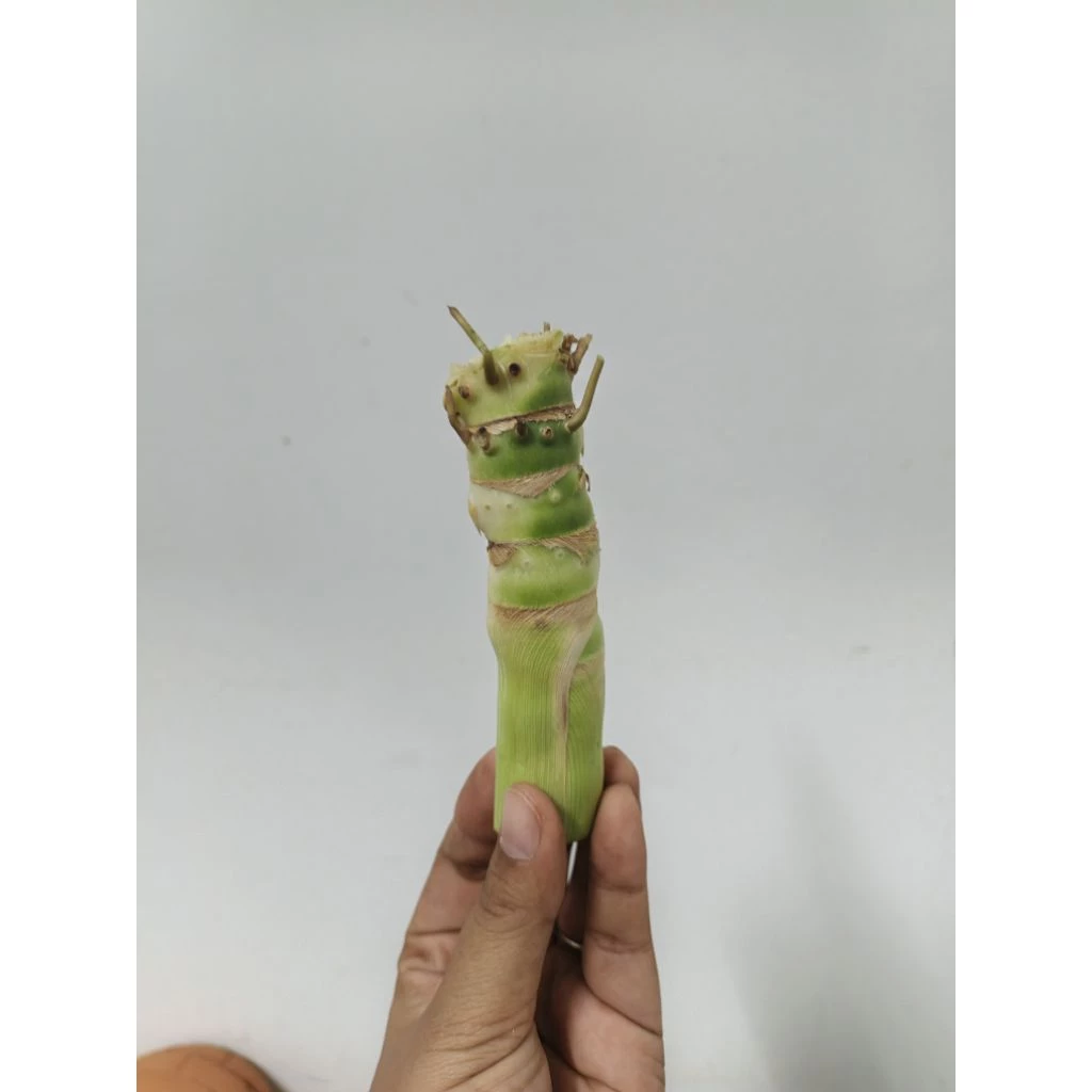 ต้นพันธ์หญ้าหวานอิสราเอล คัดพันธ์อย่างดี หากปลูกไม่ขึ้นรับเคลม ภาพที่ 2