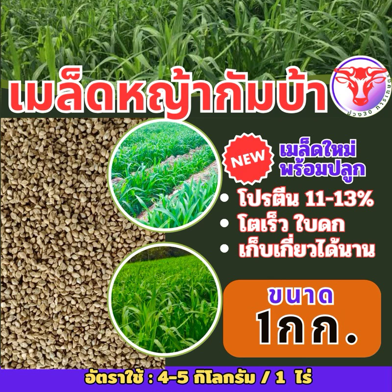 กัมบ้า เมล็ดหญ้ากัมบ้า 1 กิโลกรัม พร้อมปลูก(รับประกันการงอก) หญ้าเลี้ยงสัตว์ หญ้า พันธ์ุหญ้า หญ้าเลี้ยงวัว ควาย ภาพที่ 5