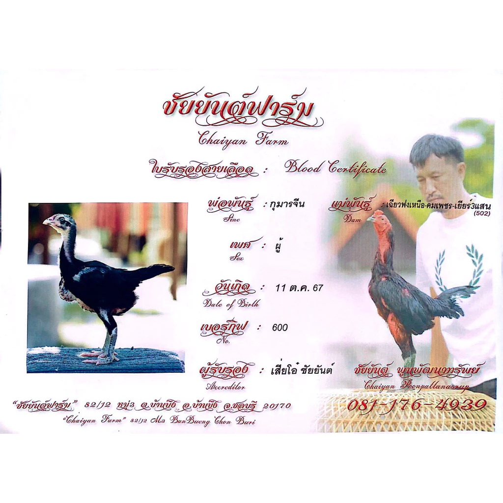 ไข่เชื้อไก่ชน ลูกกุมารจีน รับประกันเชื้อ จัดส่งด่วนทั่วประเทศ ภาพที่ 2