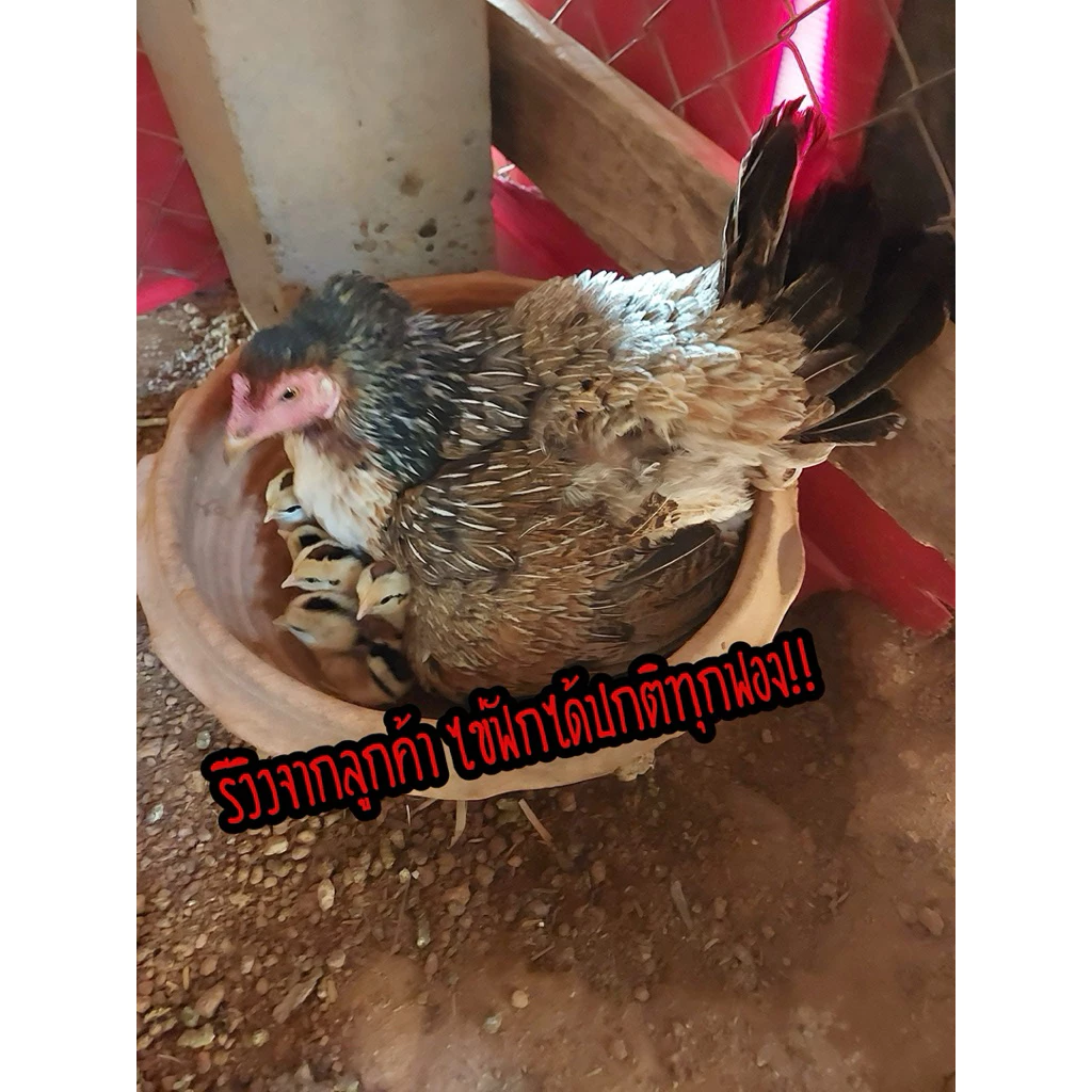 ไข่เชื้อไก่ชน ลูกกุมารจีน รับประกันเชื้อ จัดส่งด่วนทั่วประเทศ ภาพที่ 5