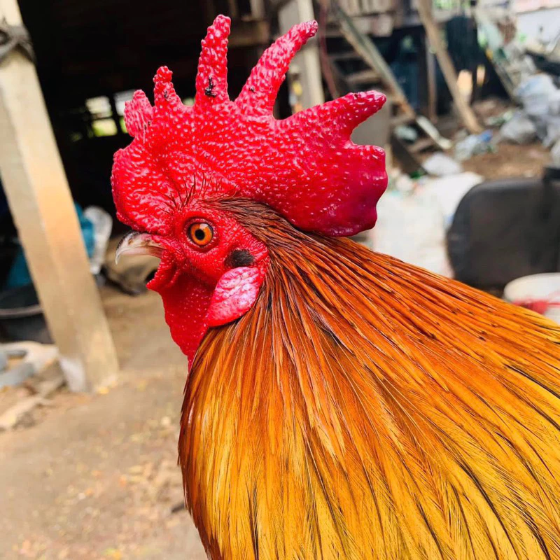 ไข่เชื้อไก่ป่า ไก่หูขาว สำหรับนำไปฟัก ไข่มีเชื้อ (สั่ง 5ใบ แถมฟรี 1ใบ) ภาพที่ 3