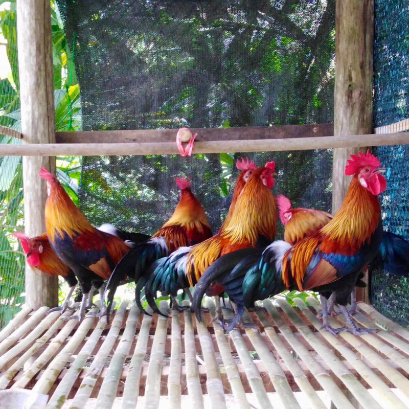 ไข่เชื้อไก่ป่า ไก่หูขาว สำหรับนำไปฟัก ไข่มีเชื้อ (สั่ง 5ใบ แถมฟรี 1ใบ) ภาพที่ 4