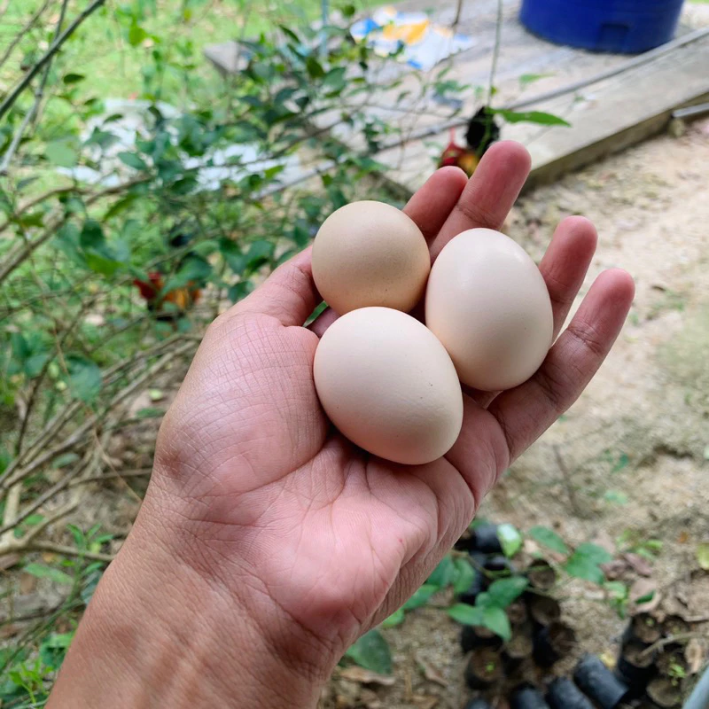 ไข่เชื้อไก่ป่า ไก่หูขาว สำหรับนำไปฟัก ไข่มีเชื้อ (สั่ง 5ใบ แถมฟรี 1ใบ) ภาพที่ 5