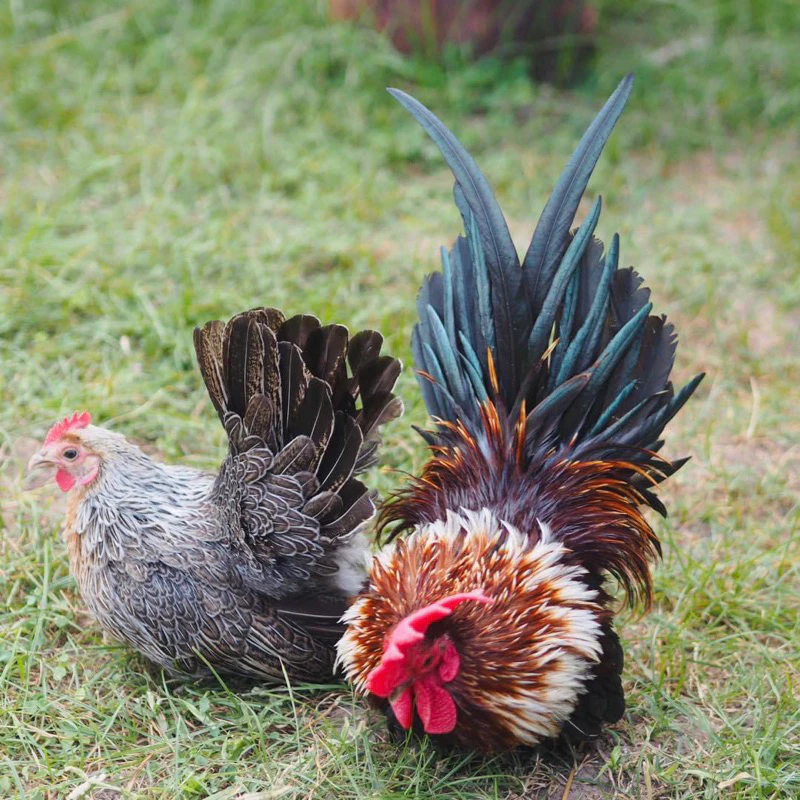 ไข่เชื้อไก่แจ้ สีเบญจรงค์ ขาสั้นตอ สำหรับนำไปฟัก ไข่มีเชื้อ ใบละ40 บาท ซื้อ5ใบ แถมฟรี1ใบ (พ่อแม่พันธุ์ตามรูปเลยครับ) ภาพที่ 4