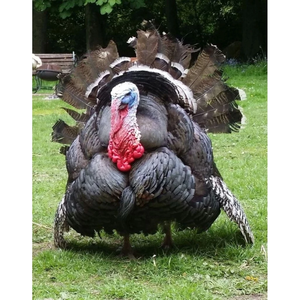 ไข่เชื้อไก่งวง (อังกฤษ: Turkey) แบบสวยๆเป็นไก่เลี้ยงสวยงาม กินไข่ได้กินเนื้อได้ อร่อยมาก ภาพที่ 2